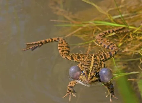 Whether it is actually a sea frog 'Rana ridibunda, 'a water frog 'Rana lessonae, Stock Photos