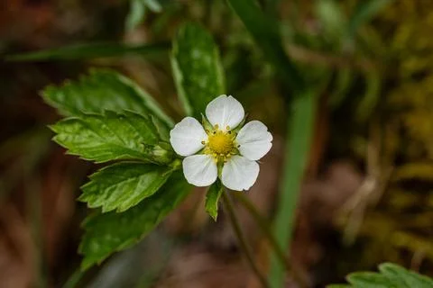 Whether there will be strawberries soon Stock Photos