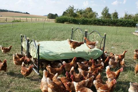 Whether the two chickens on the chicken bed cackle to a meeting Stock Photos