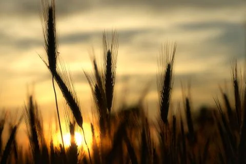 Whey ears in sunlight Stock Photos