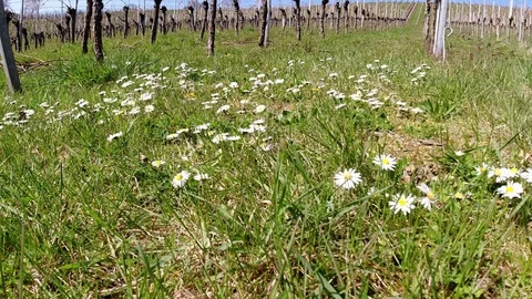 Whiite flower of daisy plants in front of a vineyard Stock Footage 128942200