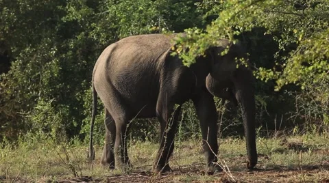 Whild Elephant walk Stock Footage 62125042
