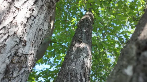 While admiring the majestic tree canopy overhead, gaze closely at the textured Stock Footage 310757566