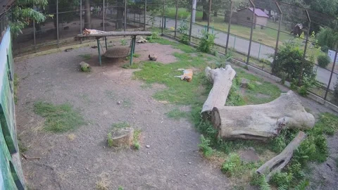 While another tiger sleeping on the swing another tiger sleeping on the gras Stock Footage 157157711