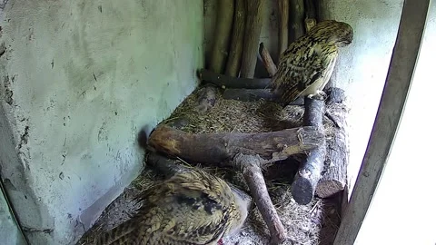 While the baby eagle owl is having dinner, mom eagle owl clean their feather Stock Footage 154576307