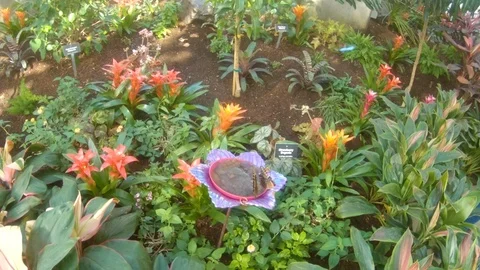 While Blue Morpho butterflies visit the garden feeder, two flutter above Stock Footage 102188267