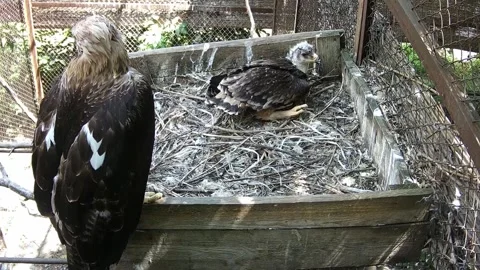 While the chick eagle rests in the nest, the mother of the eagle watches him Stock Footage 156596912