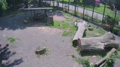 While dodin tiger is resting on a swing, another tiger protects him Video stock 155341852