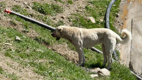 While the dog is drinking water, the large shepherd dog drinking water outdoo 스톡 동영상 196493891