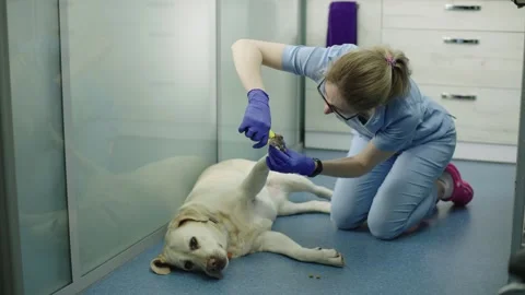 While the dog is resting at the appointment, the doctor trims its nails. Video stock 247456966