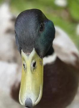 While duck Foto stock