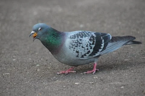 While feeding the pigeon Stock Photos