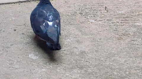 While flying, a pigeon moves its wings 10 times in 1 second. Stock Photos