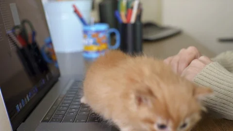While Freelancer is working on computer in home, kitten is walking on keyboard. Stock Footage 129152261