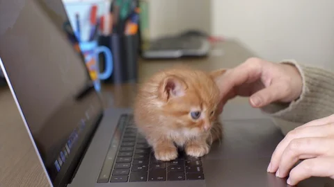 While Freelancer is working on computer in home, kitten is walking on keyboard. Stock Footage 129154633