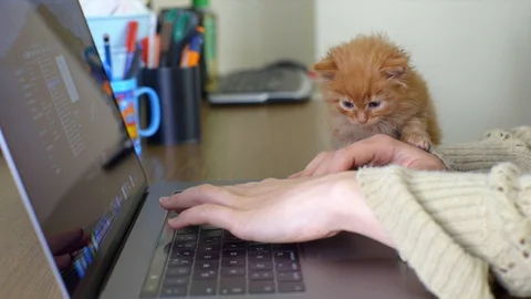 While Freelancer is working on computer in home, kitten is bitting to her hand. Stock Footage 129459843