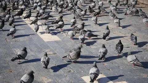 While a large group of pigeons were feeding in the city square, 스톡 동영상 263150991