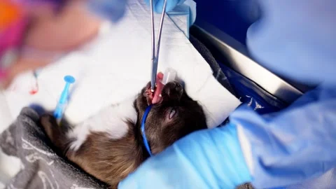 While the little animal is under anesthesia, the veterinarian sews up the wound. Stock Footage 261520253