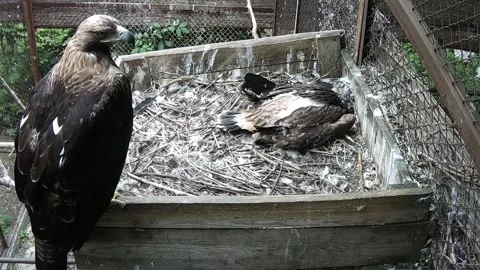 While the little eagle sleeps in the nest, the mother of the eagle guards th Stock Footage 156794212