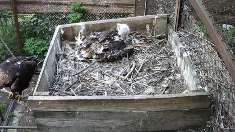 While the little eaglet is resting, daddy olrel flew to the nest and guards  Video stock 156750767