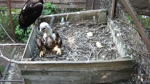While the little eaglet sits in the nest, daddy eagle guards him from behind Stock Footage 156493223