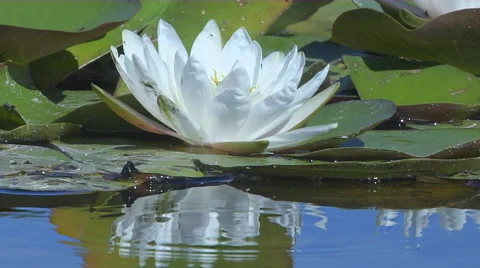 While Lotus Flower Stock Footage 52508997