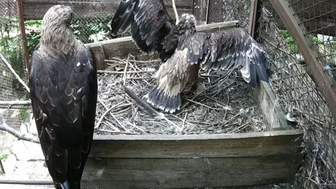 While the mother eagle was sitting with her chick in the nest, the father of Stock Footage 156955746