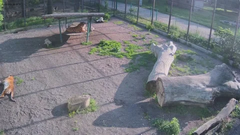 While one big beautiful tiger is resting on a swing, another tiger is sleepi Stock Footage 154736004