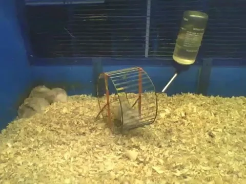 While one hamster eats from the bowl, the other will work out on the wheel Video stock 162147723