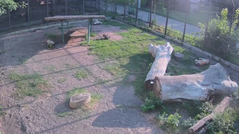 While one tiger is asleep another walks in the cage Stock Footage 158359434