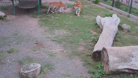 While one tiger attacks another tiger tries to avoid a fight Stock Footage 160108317