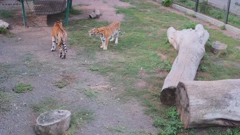 While one tiger attacks another tiger tries to avoid a fight 2 Stock Footage 160108339