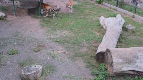 While one tiger attacks another tiger tries to avoid the fight Stock Footage 160108363