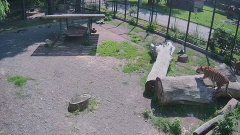 While one tiger butts in the cage, another tiger sharpens its claws on a tre Stock Footage 155443906