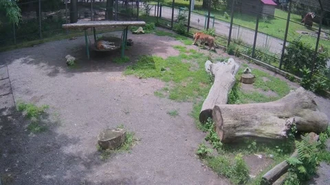 While one tiger is clothed, another tiger is hunting a cat who runs after th Stock Footage 155838641