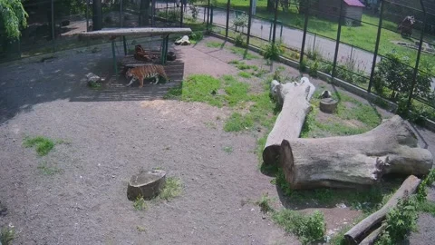 While one tiger dies and the shadows on the swing, another tiger jumps to hi Stock Footage 155341844