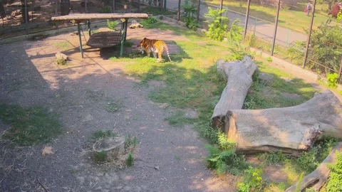 While one tiger eats grass, another tiger sneaks up to him Stock Footage 157494016