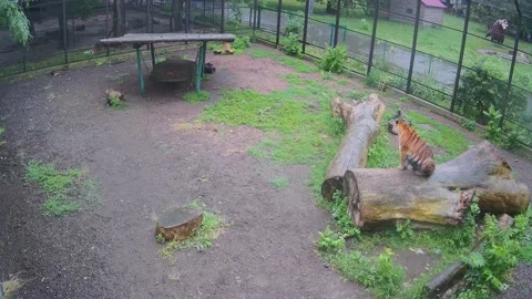 While one tiger gets wet in the rain, another tiger hunts for a car that dri Stock Footage 156026901