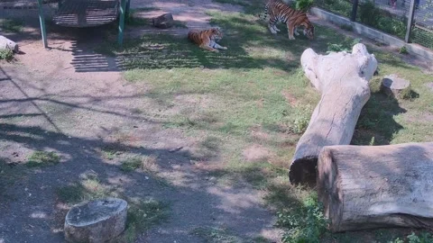 While one tiger have rest another one eating the grass Stock Footage 160264341