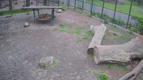 While one tiger hides from the rain, another walks in the rain Stock Footage 154048264