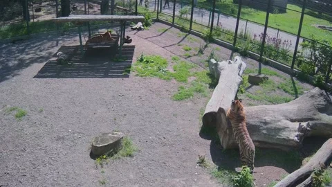 While one tiger hides in the shade on a swing, another tiger sharpens its cl Stock Footage 154799134