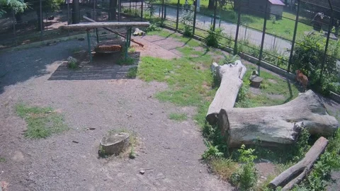 While one tiger is hiding from the heat on a swing, another tiger is looking Stock Footage 156794183