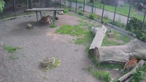 While one tiger laying another one hunting to the cat Stock Footage 155491629