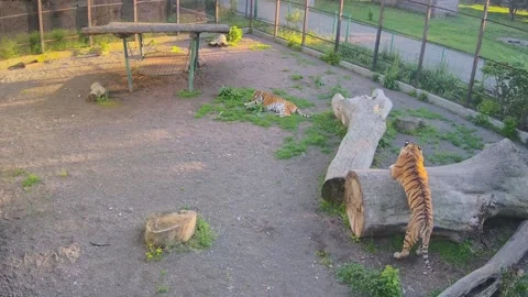 While one tiger lies on the grass, another tiger sharpens its claws on a tre Stock Footage 154589428