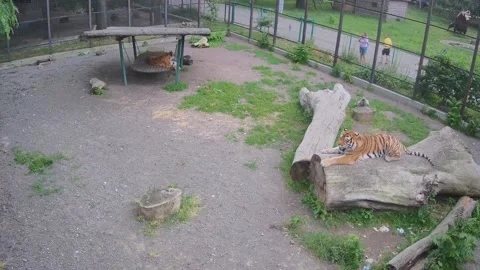 While one tiger lies on a swing, another tiger rubs against a log 스톡 동영상 155491646