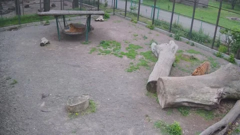 While one tiger is looking for a place for himself, the other lies on a swin Stock Footage 154308969