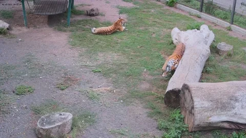 While one tiger is lying another tiger rubs its back on the old and rolls on Stock Footage 160108337