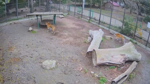 While one tiger is out for a walk the second tiger hunts him.. Stock Footage 145058623