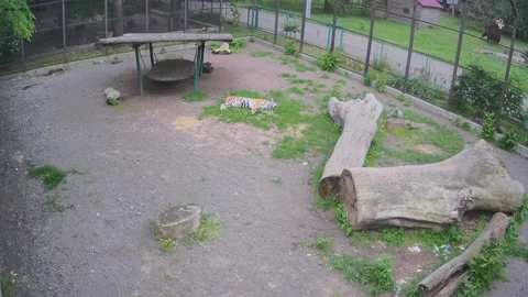 While one tiger is restinf another one waling around Stock Footage 155287985