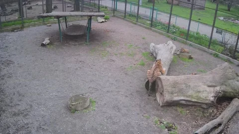 While one tiger is resting, another tiger sharpens its claws on a tree Stock Footage 153221697